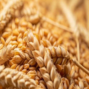 Trigo Duro Premium para Moler |   Granos de Trigo de Alta Calidad para el Procesamiento de Alimentos |   Suministro al por Mayor a Precio Competitivo - Product Image 4