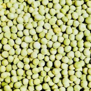 Dried <b>Green</b> Peas Crispy & Sweet for Seasoning & <b>Food</b> Processing Bulk Pack For Sale - Product Image 1