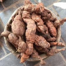 ราก Polygonum แท้ใช้เพื่อสุขภาพผลิตภัณฑ์ทางการเกษตร - Product Image 2