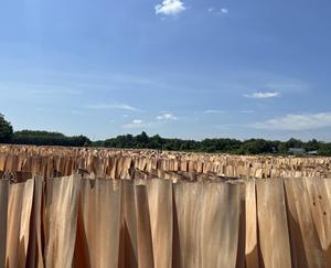 SOLO MADERA DE CAUCHO VIETNAMÉS, chapa de calidad AB seca de Binh Phuc, Vietnam con precio competitivo - Product Image 5