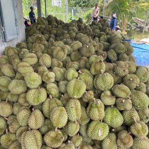 Durian liofilizado proveedor de Vietnam con sabor de primera calidad al mejor precio - Product Image 3