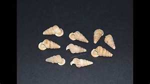 PRODUCTO DE OCÉANO RICO DE CALCIO CON CONCHA DE MAR PURA PARA LA SALUD NATURAL Y ETIQUETA LIMPIA SIN SOPORTE DE ADITIVOS - Product Image 5