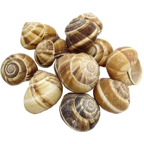 Улитки (улитки) Замороженные Улитка/свежие съедобные улитки/Золотой улитки для продажи.