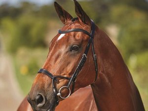 กั้นทางกายวิภาค - Product Image 6