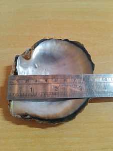 เปลือกหอยมุกสีดำธรรมชาติเหมาะสำหรับการใช้งานด้านเทคนิคเหมาะสำหรับการขายต่อโดยร้านจำหน่ายเปลือกหอย - Product Image 6