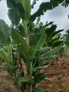 Exportateur en gros de feuilles de bananier fraîches du Vietnam, fournissant des feuilles naturelles et propres pour une utilisation culinaire et d'emballage - Product Image 6