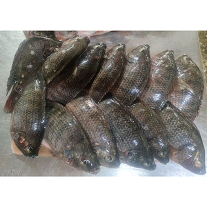 Pescado Tilapia Congelado BQF |   Precio de Exportación Competitivo |   Suministro para Compradores Mayoristas de Mali - Product Image 4