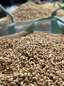 Anacardos frescos ricos en nutrientes de calidad superior y que cumplen con los estándares de exportación, una excelente opción de refrigerio saludable - Product Image 2