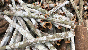 Canela en Barra de Yen Bai, Corte Cuadrado de 2x2 cm, Canela Cassia de la Mejor Calidad, Precio Competitivo, Exportación, Canela Seca de Nueva Cosecha - Product Image 4