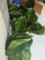 Feuilles de dong fraîches les plus vendues à bas prix, grandes, flexibles et parfaites pour emballer les gâteaux de riz traditionnels et les plats de fête