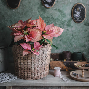 ตะกร้าหวายธรรมชาติงานหัตถกรรมที่เป็นมิตร - Product Image 4