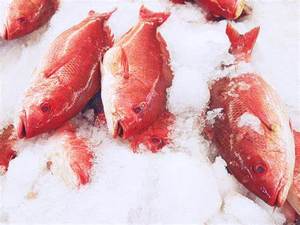 ปลากะพงแดงแช่แข็งคุณภาพสูง - Product Image 5