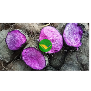 Hot News Oportunidad de importación exclusiva 100% Nature Frozen Yams Cuted Frozen Yams Vietnam para importador y para comprador - Product Image 6