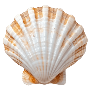 <b>DECORATIVE</b> SEA SHELLS | PERFECT FOR <b>AQUARIUM</b>, CANDLE, AND RESIN ART - Product Image 2