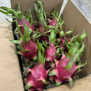 FRUTA DE DRAGÓN FRESCO TROPICAL/UNA FRUTA COLORIDA Y RICA EN NUTRIENTES PARA UN ESTILO DE VIDA SALUDABLE/HECHA EN VIETNAM - Product Image 2