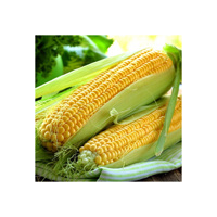 Maïs jaune glutineux séché non-OGM de qualité supérieure pour l'alimentation du bétail et la consommation humaine, provenant du Brésil