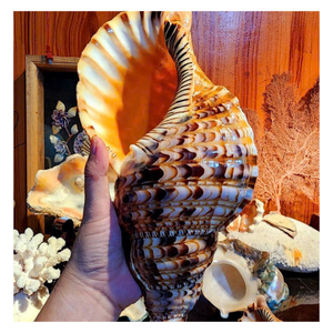 Conchas de caracol y conchas de trompeta con textura natural para decoración creativa, manualidades y exhibición interior de 99D Vietnam - Product Image 1