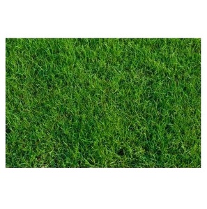 หญ้าแห้งอัลฟัลฟ่า/หญ้าแห้งทิโมธีและเบอร์มิวดา - Product Image 2