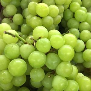 Raisins frais sans pépins de qualité supérieure, couleur verte/jaune, taille 20-28 mm, carton de 5 kg - Product Image 3