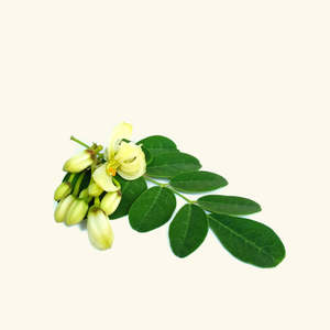 Huile de Moringa à base de plantes - Product Image 1