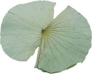 FEUILLE DE LOTUS VÉGAN/FONCTION DE DÉTOX/AUCUN ADDITIF - Product Image 2