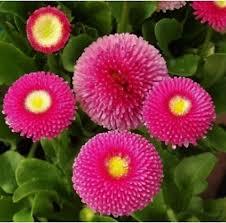 100 pezzi semi di fiori di fragola rari semi biologici Hobby balcone fiore colore misto fiori