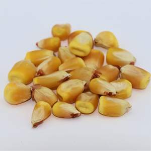 Organic Non-GMO Yellow & White Corn Maize <b>Sweet</b> Dried Corn for Human & Animal Feed for Consumption Belgium - Product Image 4