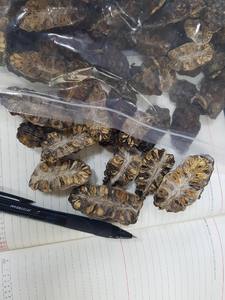 ผลไม้ noni แห้งไม่ใช้สารเคมีชาผลไม้โนนิแห้ง Morinda citrifolia ที่มาจากผลไม้ในเวียดนาม - Product Image 4