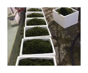 Vente en gros de raisin de mer frais salé Caulerpa Lentillifera - Qualité supérieure Raisin de mer du Vietnam pour l'exportation au prix d'usine - Product Image 2
