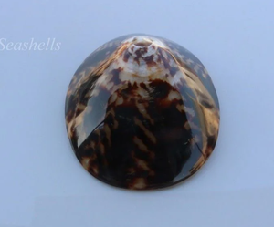 Paquet personnalisé de différentes tailles pour la coquille de mer ovale polie naturelle-CELLINA TESTUDINARIA - Product Image 6