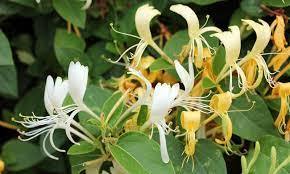 Fabricante Mayorista de Absoluto de Madreselva 100% Puro y Natural, Absoluto de Madreselva de Grado Premium a Precio Accesible, India - Product Image 5