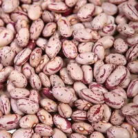 널리 판매 최고 품질의 신선한 유기농 16.5% 수분 레드 얼룩덜룩 한 신장 콩 태국