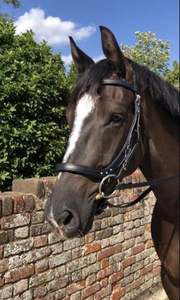 Bride à langer anatomique brevetée pour cheval en épi complet rembourré Cutback Poll Relief en cuir marron noir Design anatomique - Product Image 5