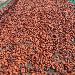 Granos de cacao secos con ricas bolsas a granel de aroma de chocolate para empresas de procesamiento de alimentos - Product Image 6