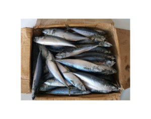 Pescado de Alta Calidad, Pescado Entero, Caballa, Caballa del Pacífico Congelada HGT en Venta, Pescado Congelado, Cangrejo Vivo - Product Image 5