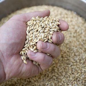 Grains de brasseurs riches en nutriments séchés pour l'alimentation agricole Grains de brasseurs assurant un régime alimentaire sain pour le bétail et la volaille - Product Image 3