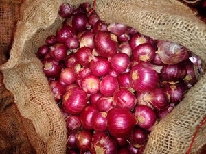 หัวหอมแดงสดพรีเมียม อุดมด้วยรสชาติ เหมาะสำหรับการแปรรูปอาหารและการจัดจำหน่ายในตลาด มีจำหน่ายในปริมาณมากจากอินเดีย - Product Image 2