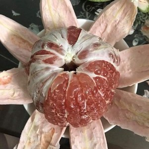 Vente en gros de fruits d'agrumes de type pamplemousse 100% maturité, de haute qualité, frais, en provenance du Vietnam, Mme Sophie - Product Image 2