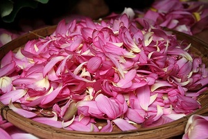 Fleur de Lotus séchée disponible avec quantité en vrac à vendre - Product Image 5