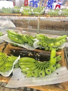 Suministro de Plátanos Cavendish Frescos para Mercados Akina - Product Image 3