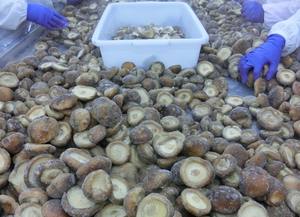 Champignons shiitake IQF surgelés de qualité supérieure du Vietnam Flavo naturels entiers et tranchés Bon prix Exportation/Mme Kana - Product Image 5