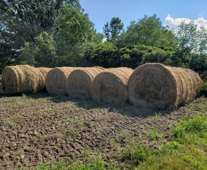 Foin d'alfalfa naturel de qualité supérieure pour chevaux et bovins, prix compétitif, emballage de 25 kg/sac pour les importateurs mondiaux - Product Image 2