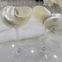 Vente en gros de gobelets SEASHELL CUP Vaisselle inspirée de l'océan pour cadeaux et décoration
