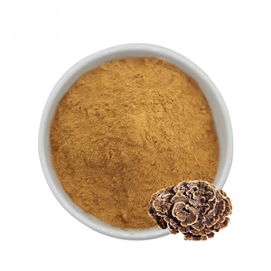 100% Polvo puro de extracto de hongo de cola de pavo de alta calidad de calidad alimentaria 20% concentración salvaje India contenedor de vidrio embalado - Product Image 3