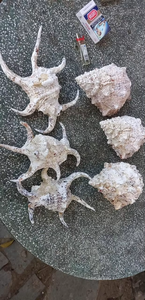 2025 Wholesale Handmade Natural Sea <b>Shell</b> <b>Ornaments</b> in Various Shapes for Home Decoration Gifts and Coastal Souvenirs - Product Image 2