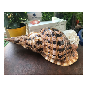 Elegante Triton Shell Natural Ocean Decoración Superficie suave y brillante Triton Shell de Vietnam Proveedor para Decoración - Product Image 3