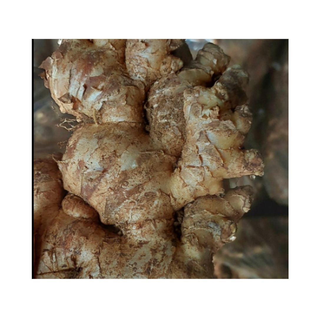Хорошее качество, большой размер, свежий имбирь 100GR 150GR up, оптовая продажа, Хелен имбирь, прямая цена с высоким пряным вкусом во Вьетнаме