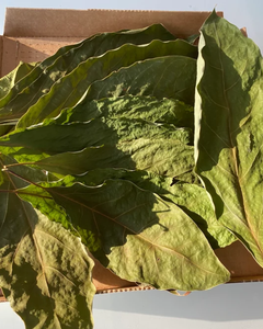 EXPORTADOR DE HOJAS DE AVELACIO DESECHADAS SECAS, EMBALAJE PERSONALIZADO DISPONIBLE - Product Image 1