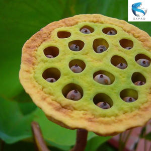 เมล็ดบัวอบแห้งที่บริสุทธ์-สุดยอดอาหารที่สมบูรณ์แบบ - Product Image 4