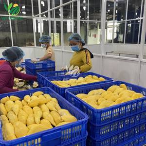 Durian à chair crémeuse jaune Monthong de qualité supérieure à l'exportation du Vietnam Fruits surgelés traités IQF avec conservation de l'eau - Product Image 2